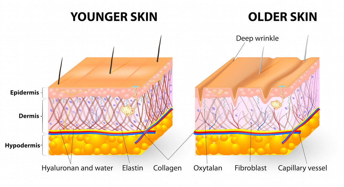 Understanding Collagen Peptides